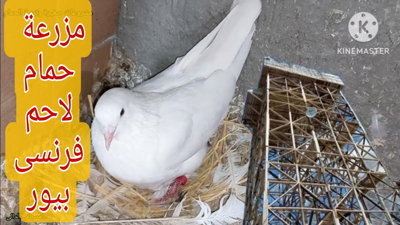 مزرعة حمام لاحم فرنسى بيور فى دمياط @mostafa-eldaly