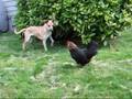 Dog vs. Chicken