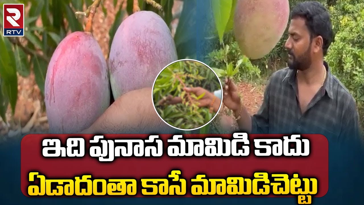 ఏడాదంతా కాసే మామిడి చెట్టు   l Non stop  Mango tree  l Rtv Food
