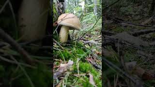 A few beautiful bitter boletes I found on my walk. #mushroom #calm #foraging