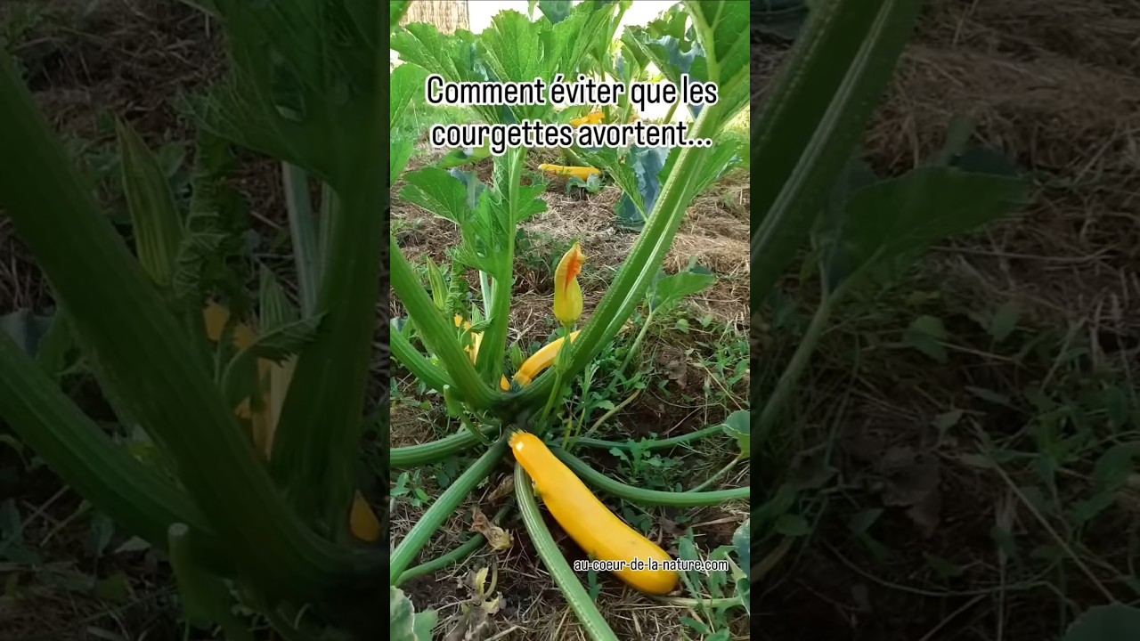Tuto potager: augmenter sa production de courgette en un simple geste #ecoledejardinage #potager