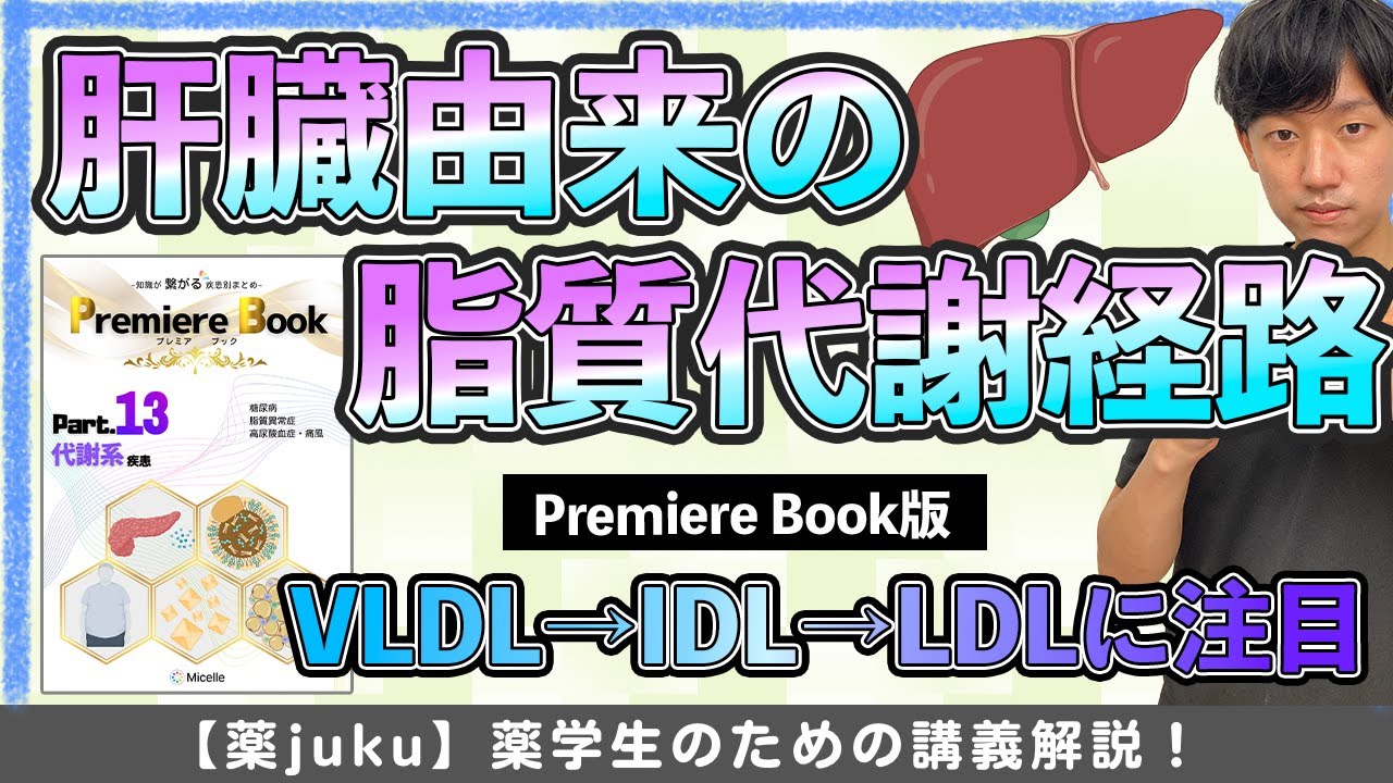 【内因性の脂質代謝】肝臓で合成された脂質はどのように代謝される？を解説！