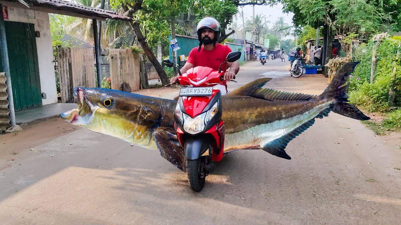 Massive Fish Ride Through the Village No Way! Master Fish Cutting ...