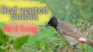 Red vented bulbul bird Pycnonotus cafer Nature Bird Song Bird Sound