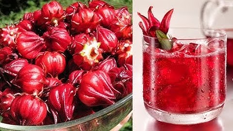 Công dụng tuyệt vời của hoa atiso đỏ đối với sức khỏe