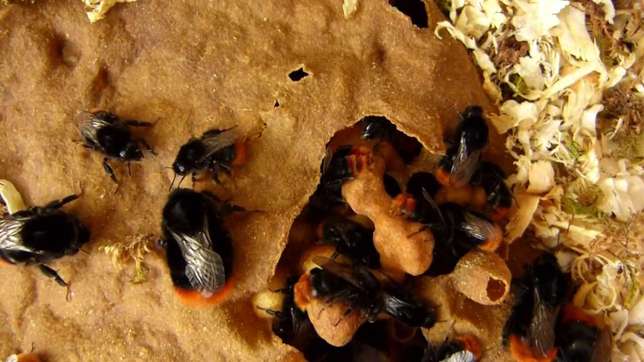 Nid de bourdon des pierres (bombus lapidarius) YouTube — free download