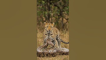 Leopard Vs Python #wildliferescue #animallife #leopard #amazing #biganimal