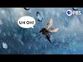 Understanding Superhydrophobicity in Nature
