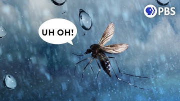 The Weird Science That Lets Insects Fly in the Rain