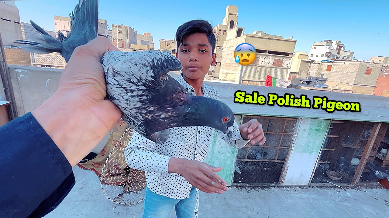 Gay's Polish Kabutar Ko Sale Kar Diya 😎