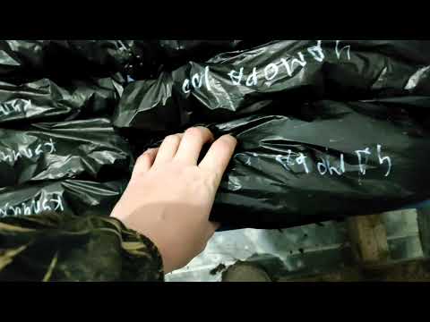 Закладка рассады фриго