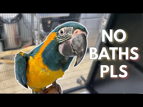Bath training Zip the macaw (she's NOT a fan) | Zip & Zoom Series Ep. 9