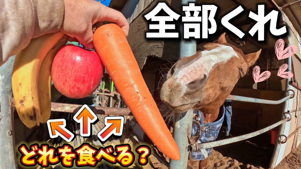 引退競走馬きんちゃんに3つのオヤツを見せて、どれが好きなのか検証してみたら…まさかの結果になりました【ツルマルボーイ様のシモベ】