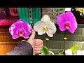 новые НЕОБЫЧНЫЕ ОРХИДЕИ лучший завоз и обзор орхидей на СЕЙЧАС орхидеи 729 руб