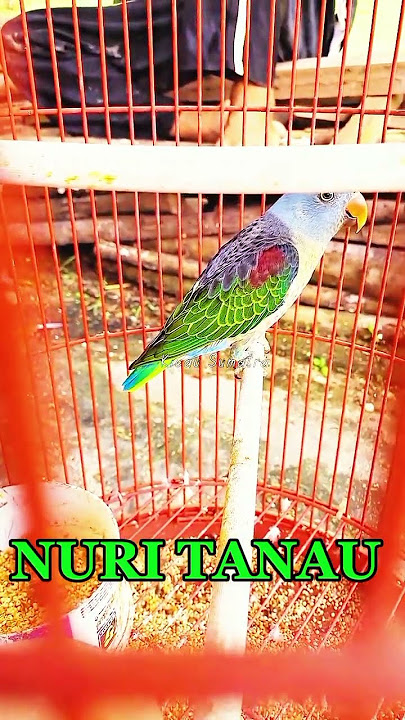 Nuri TANAU gacor yang dicari buat masteran Murai cucak ijo dll