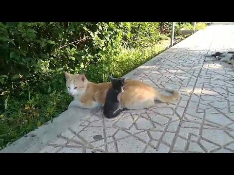 من قنع من الدنيا باليسير هان عليه كل عسير