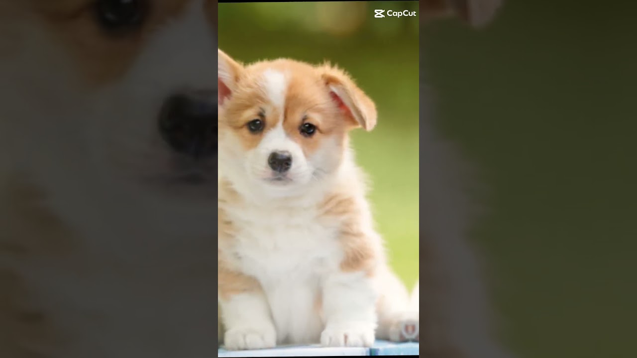 LIKE AND SUB! did you find the hidden cat?