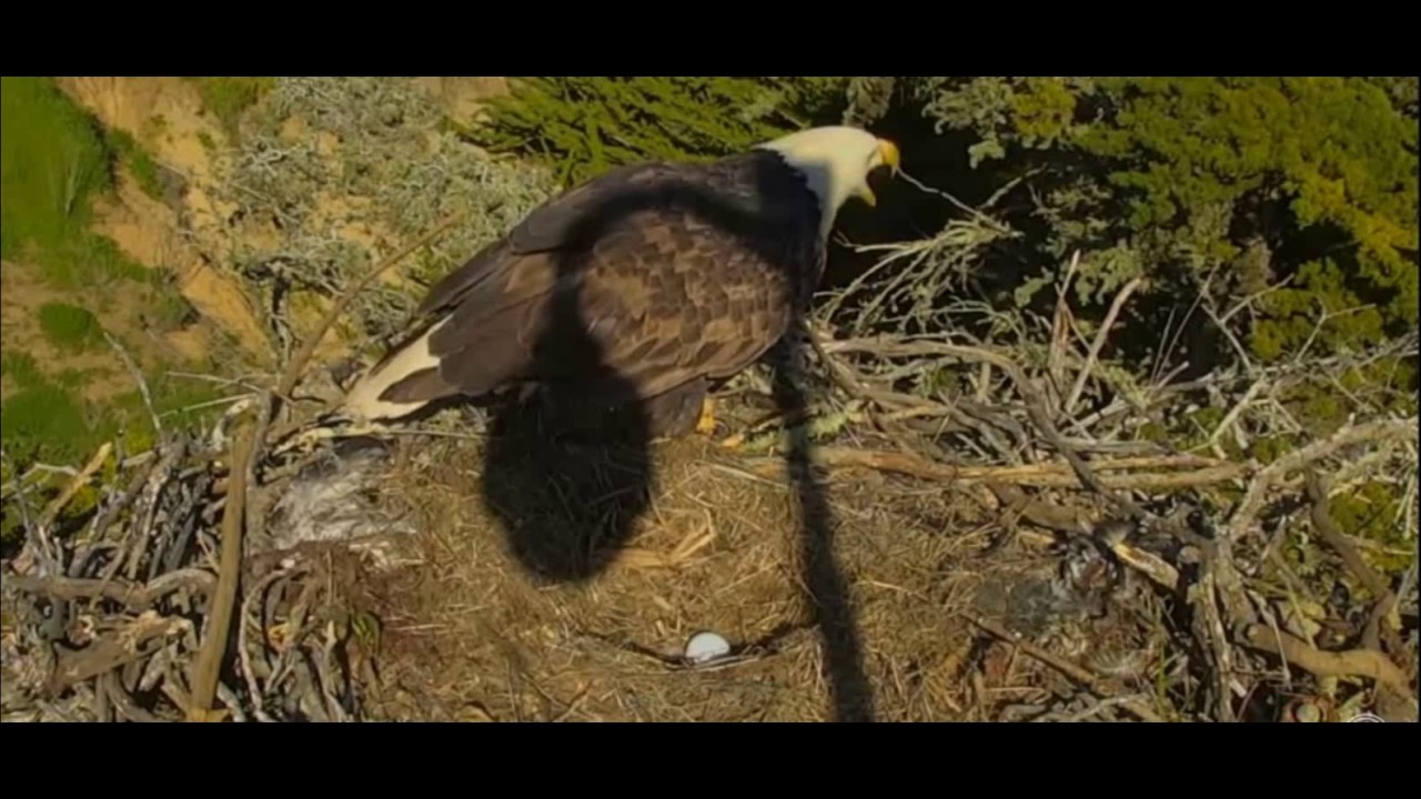 6th Egg Laid Sweet Interaction between Adults March 3 2017 Sauces