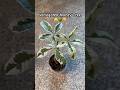 New plant 🪴🤑🌳😍#houseplants #variegatedplants #moneytree #rareplants