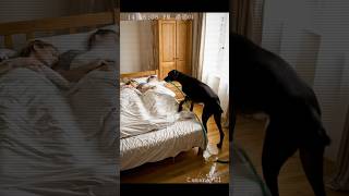 A dog with hose in house. Part 6.  #animals #funny #dog #viral