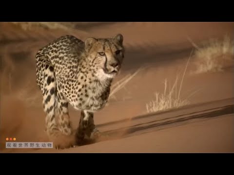 世界上最快的捕食者野生动物 热爱大自然 - YouTube