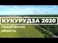 Кукурудза 2020. Частина 2. Чернігівська область #кукурудза2020 #кукуруза