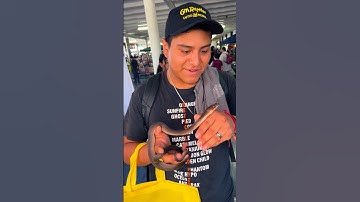 #snake #reptiles #animals #retic #black #ballpython #breeding #pets #python #ball #shorts 🖤🔥👍🏻😍