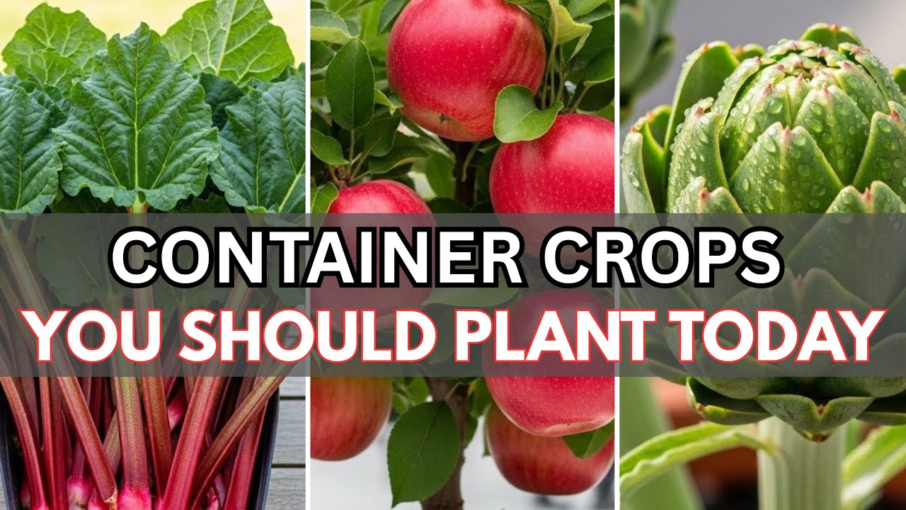 10 Container Crops You Should Plant Now If You Love Gardening ️🫦🌿 - YouTube