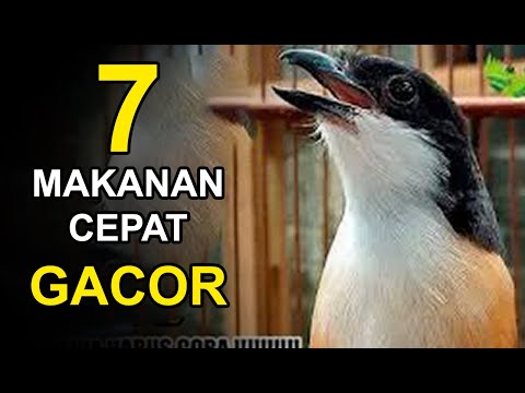 Video: Cara Memberi Siput: 5 Langkah (dengan Gambar)