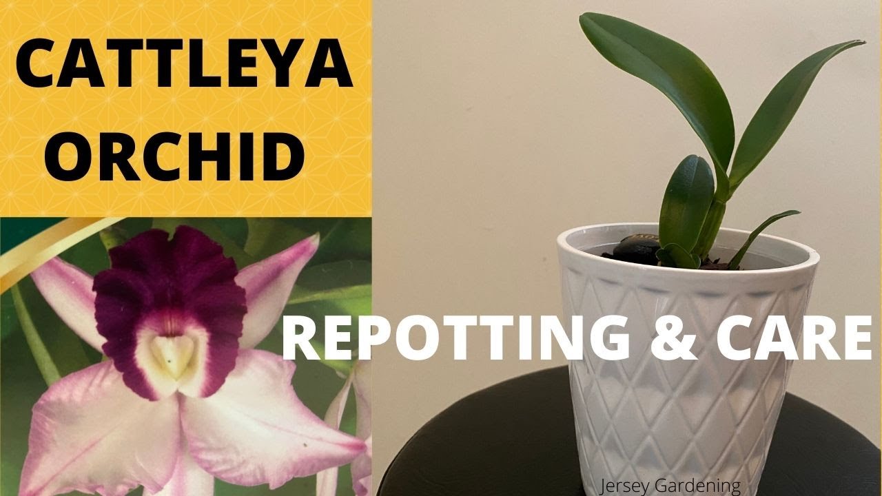 How to Care for Cattleya Orchid - Repotting, Watering and Fertilizing to get Blooms