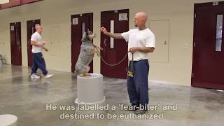 UNDERDOGS: Featured on the Dodo! Pawsitive Change trainer Mori turns Smokey's life around