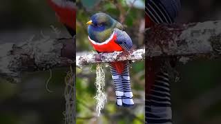 beautiful birds #vanna kuli #song #nautre