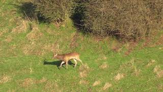 Rusa deer New Zealand- Drop tyne Rusa Stag