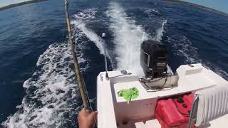 Barracuda en pesca de trolling #fishing #bigfish#mercury