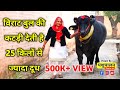 विराट बुल की कटड़ी देती है 25 किलों से ज्यादा दूध || Virat Bull Gumer || Pashupalan vikas manch