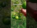 Thai All time vietnam lemon plant available Contact 📞8597921046 #fruit #farming