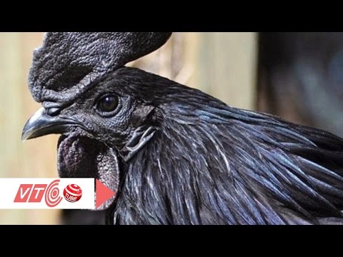 Chiêm ngưỡng gà “mặt quỷ” đắt nhất thế giới | VTC | Foci