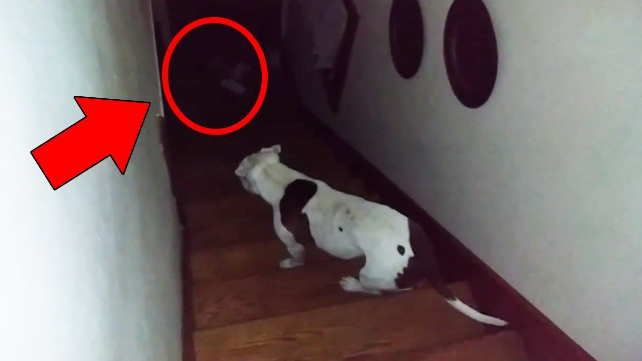 Cats And Dogs That Saw Something Their Owners Couldn'T See : Esp And The Supernatural