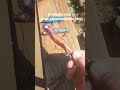 new sparkle lures !