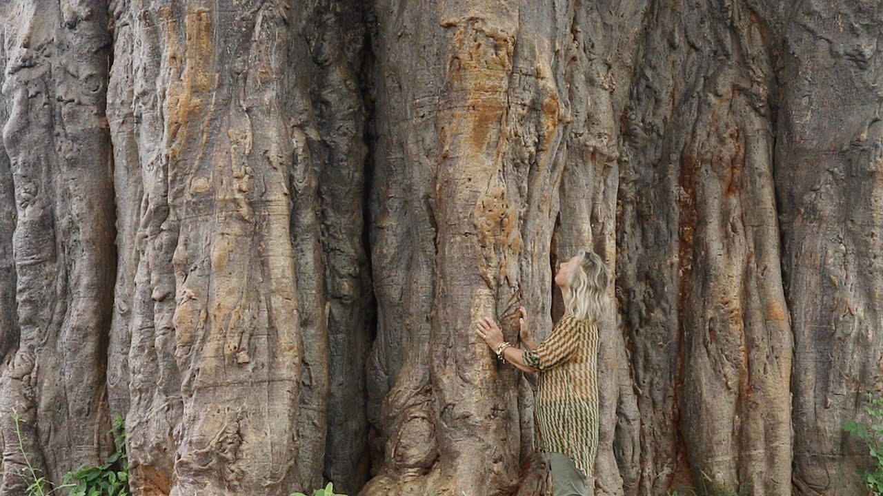 CHANTECAILLE » buy online  NICHE BEAUTY