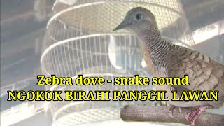 PERKUTUT NGOKOK BIRAHI MEMANCING ANGGUNGAN