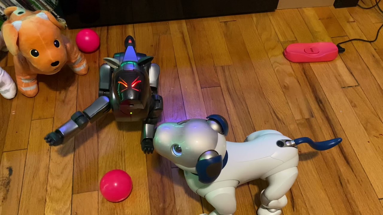 Blackberry the AIBO ERS-1000 playing with Solo the ERS-210