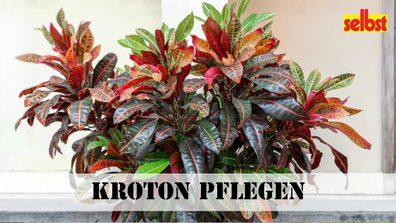Kroton: Schädlinge & Krankheiten