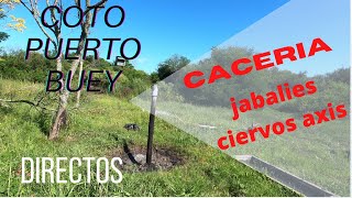 Directos. Coto Puerto Buey. Disparos a Jabalíes. Ciervos Axis. Visión Nocturna. Setiembre 2021.