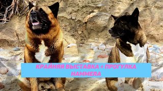 Крайняя выставка + прогулка Hammera