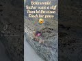 Rock climbing Yorkie🤣 #yorkie #rockclimbing #crazy #island #bahamas #dogs #minidog #ohno #beach #fun