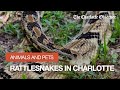 Yes, there are rattlesnakes in Charlotte, North Carolina