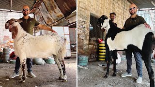 Biggest And Heaviest Self Feeding Bakra In India | Heaviest Makhi Cheena Goat | Bakra Eid 2023