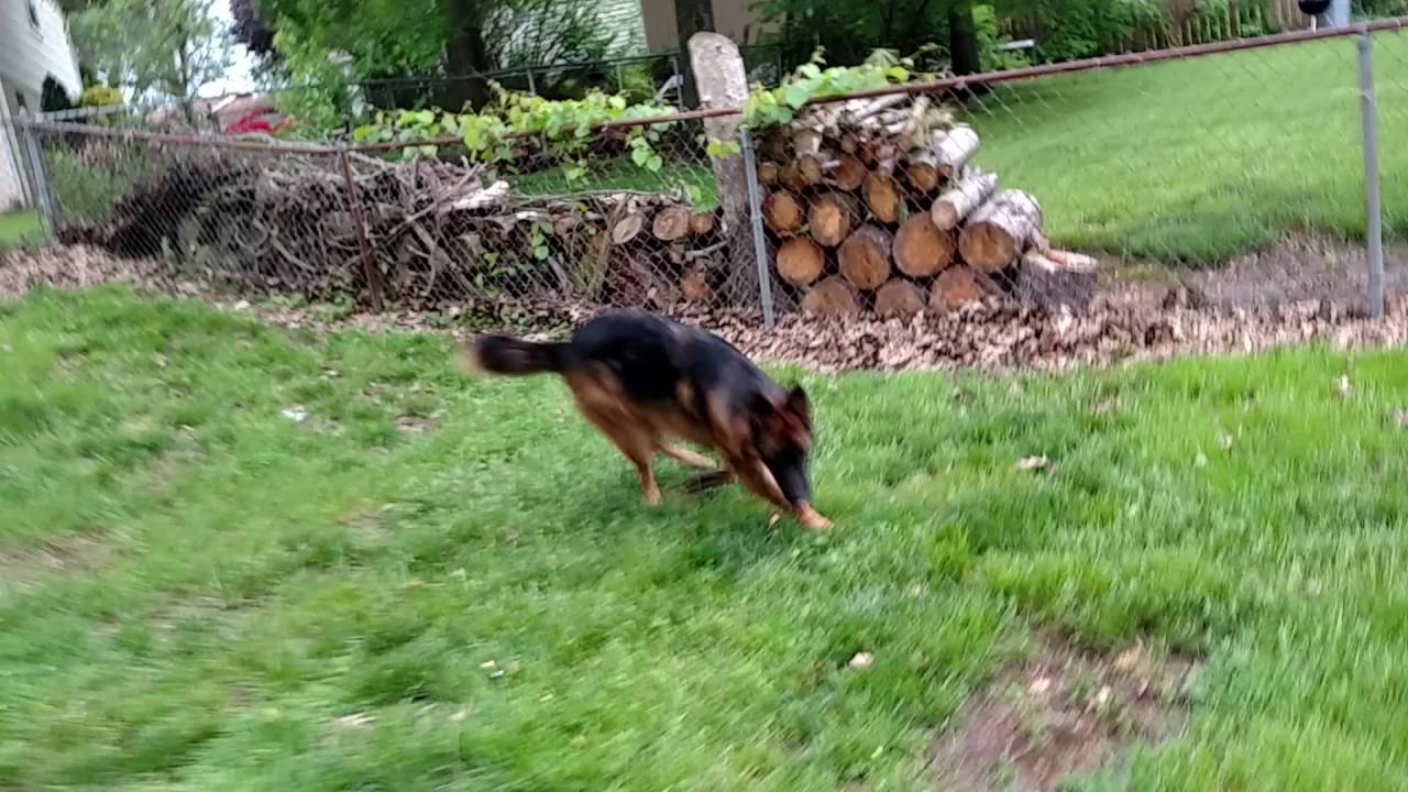 1 year old German Shepherd Chase running around in the backyard YouTube