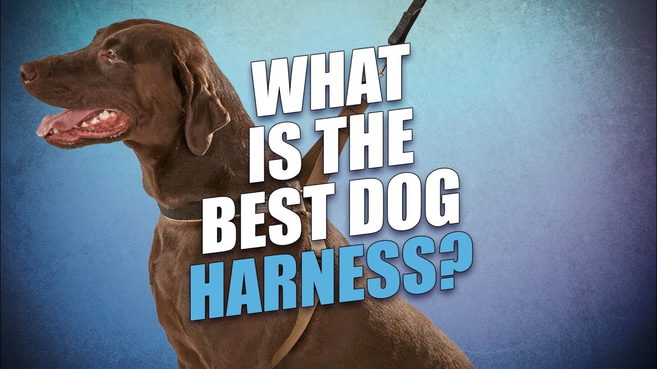 What Is the Best Dog Harness?